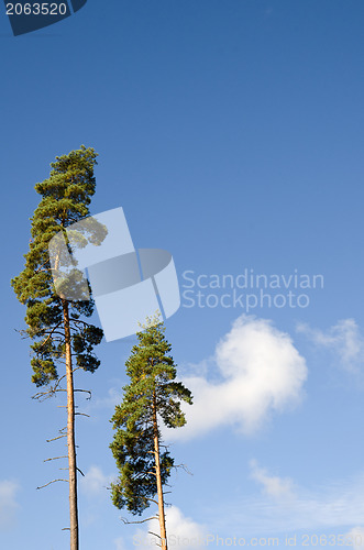 Image of Two tall trees