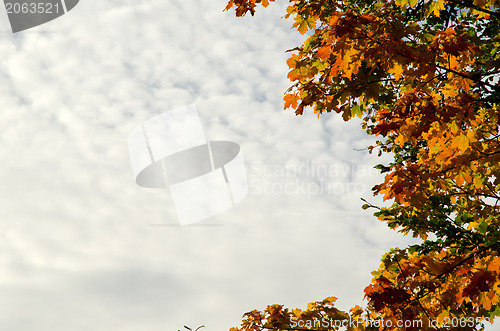 Image of Autumn leaves