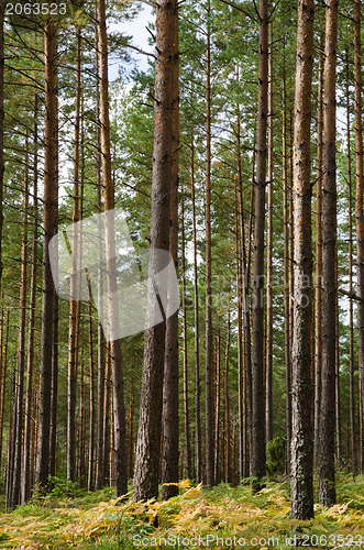 Image of Pine forest