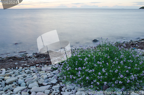 Image of Pink flowers