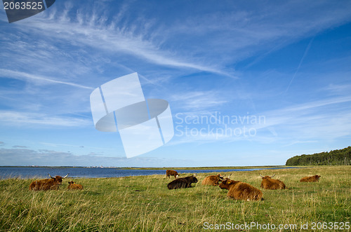 Image of Resting cattle