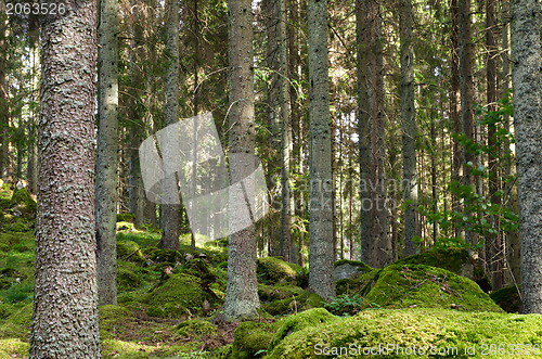 Image of Mossy forest