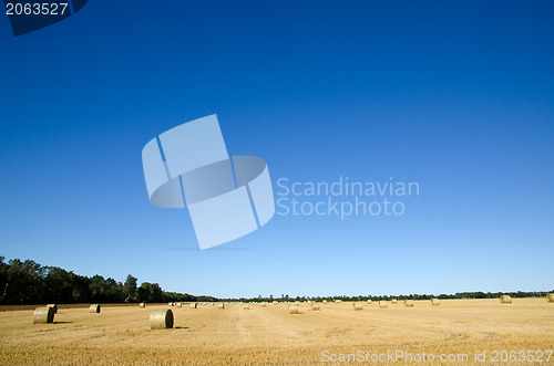 Image of Harvested