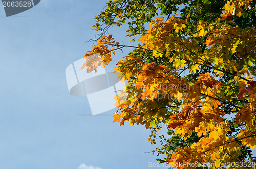 Image of Autumn leaves