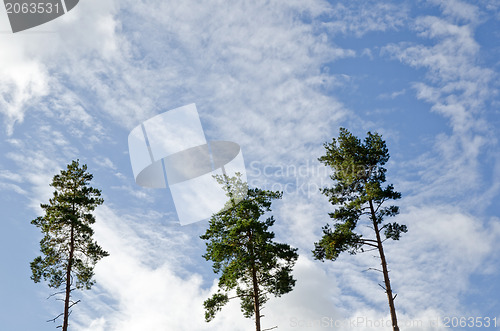 Image of Pine trees