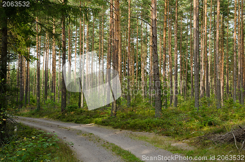 Image of Road into pine forest