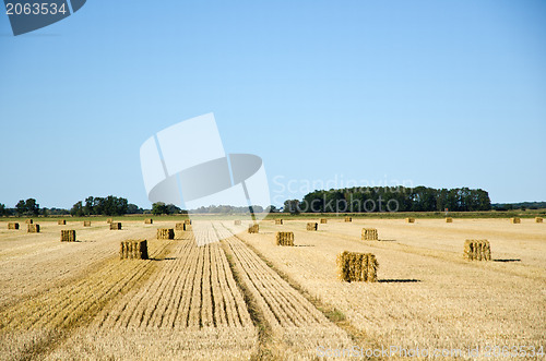 Image of Square straw bales