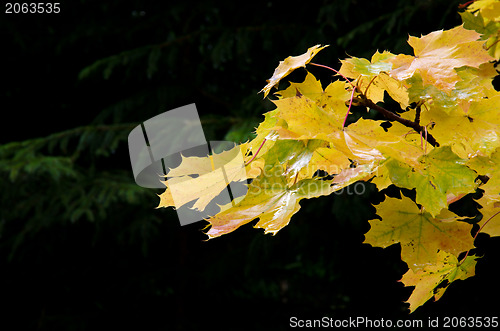 Image of Maple leaves