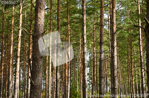 Image of Pine tree trunks