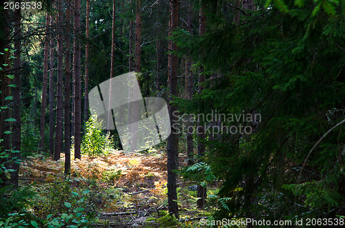 Image of Forest glade