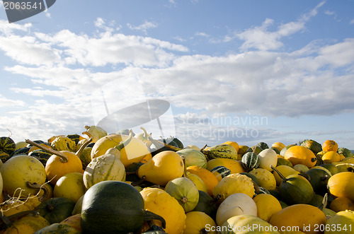 Image of Stack of pumpkins