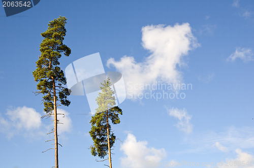 Image of Trees