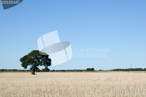 Image of Lonely tree