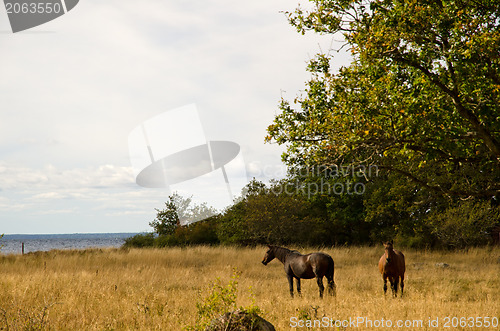 Image of Grazing horses