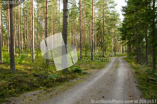 Image of Road in a pine tree forest