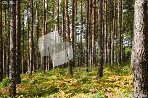 Image of Golden bracken in the woods