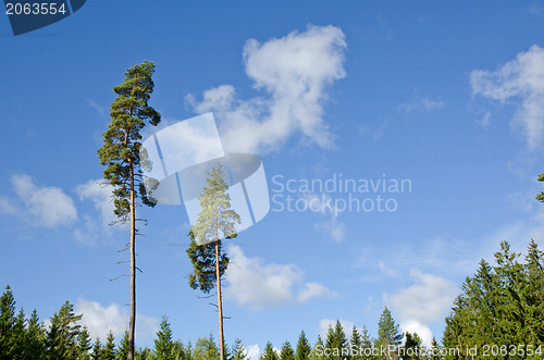 Image of Pine trees in a spruce forest