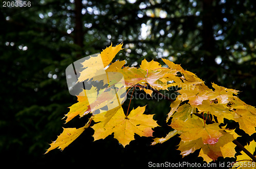 Image of Maple leaves
