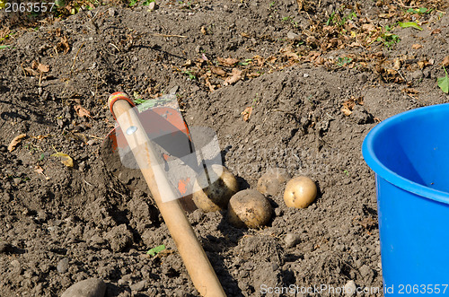 Image of Picking potatoes