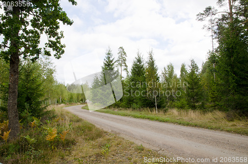 Image of Road into the woods