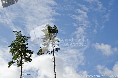 Image of Tall trees
