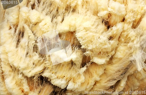 Image of  background of raw wool of sheep