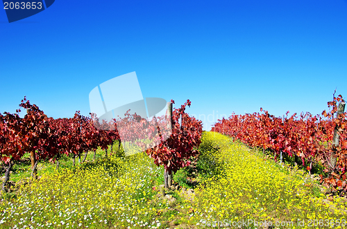 Image of Autumn vineyard at Portugal, alentejo region