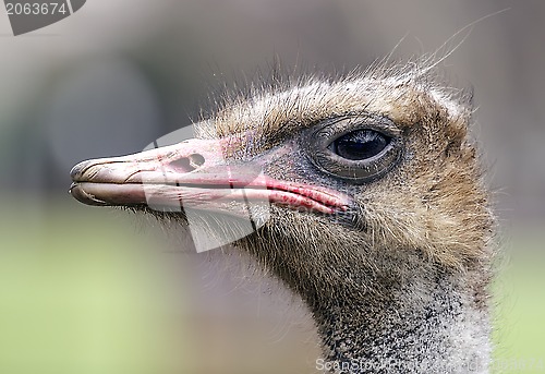 Image of ostrich portrait