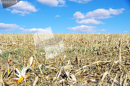 Image of Stubble with corn cob on the ground