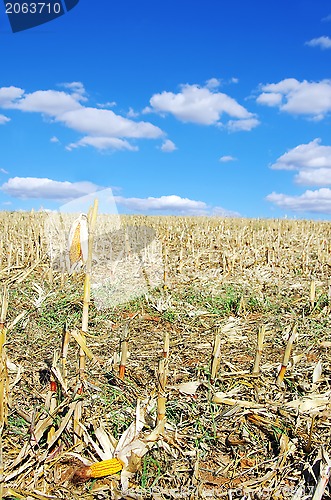 Image of Stubble with corn cobs on the ground