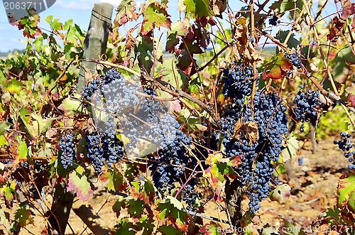 Image of Grapes on vineyard