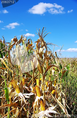 Image of Field corn in the Autumn at Portugal