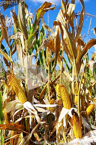 Image of Field corn in the Autumn