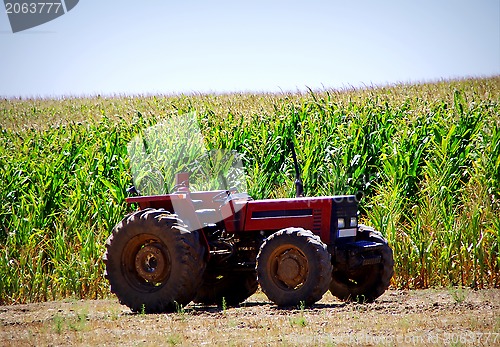 Image of Old tractor in cornfield