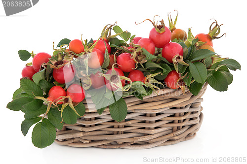 Image of Rose Hip Fruit