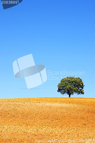 Image of  solitary tree in plowed field