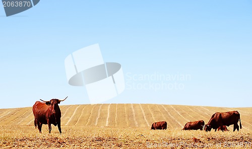 Image of Cows in dry field