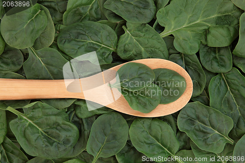 Image of Spinach 