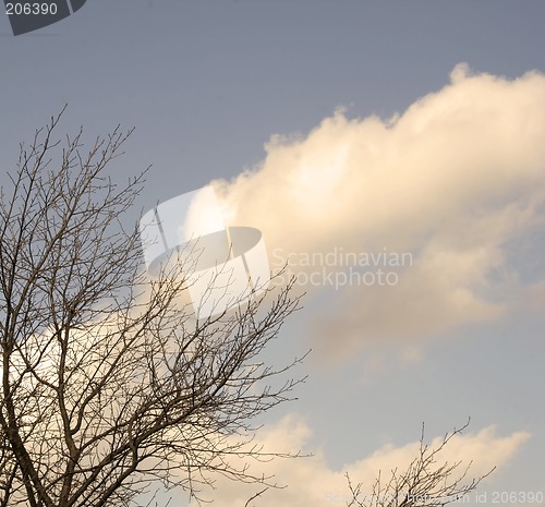 Image of Tree and Sky