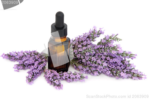 Image of Lavender Herb Flowers