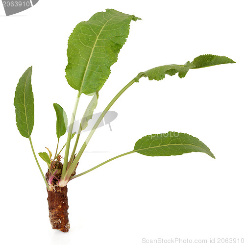 Image of Horseradish Plant