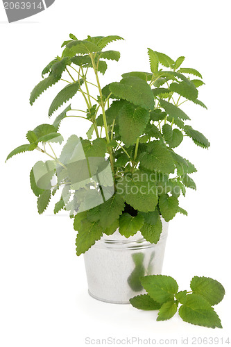 Image of Lemon Balm Plant