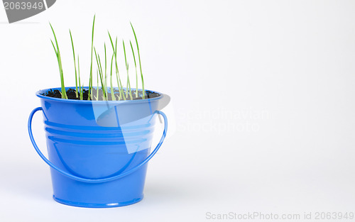 Image of Young potted plants