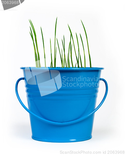 Image of Young potted plants