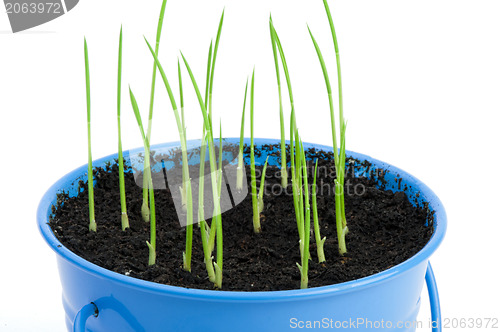 Image of Young potted plants