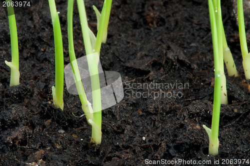 Image of Young plants