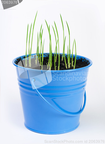 Image of Young potted plants
