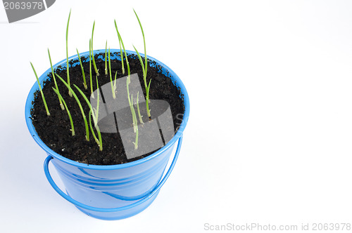 Image of Young potted plants