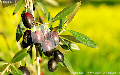 Image of Olives hanging in branch .