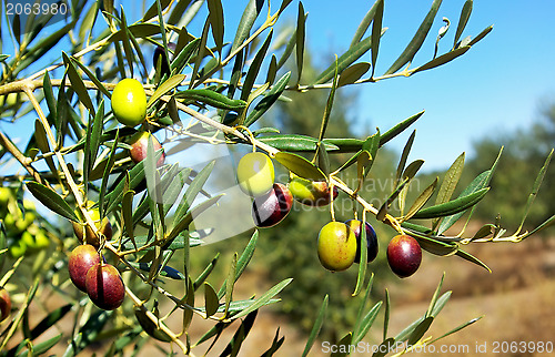 Image of Olives hanging on tree.